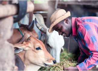 African animal feed gets funding from Bill and Melinda Gates Foundation