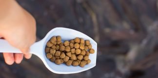 Economically viable fish-free bass feed