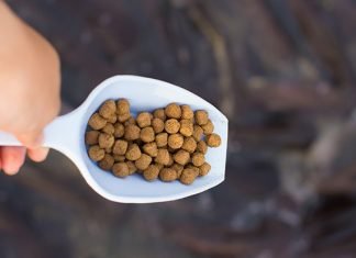 Economically viable fish-free bass feed