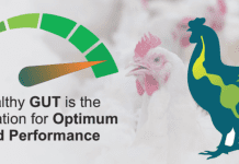 Gut health – A key investment for profitable poultry