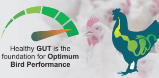 Gut health – A key investment for profitable poultry