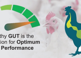Gut health – A key investment for profitable poultry