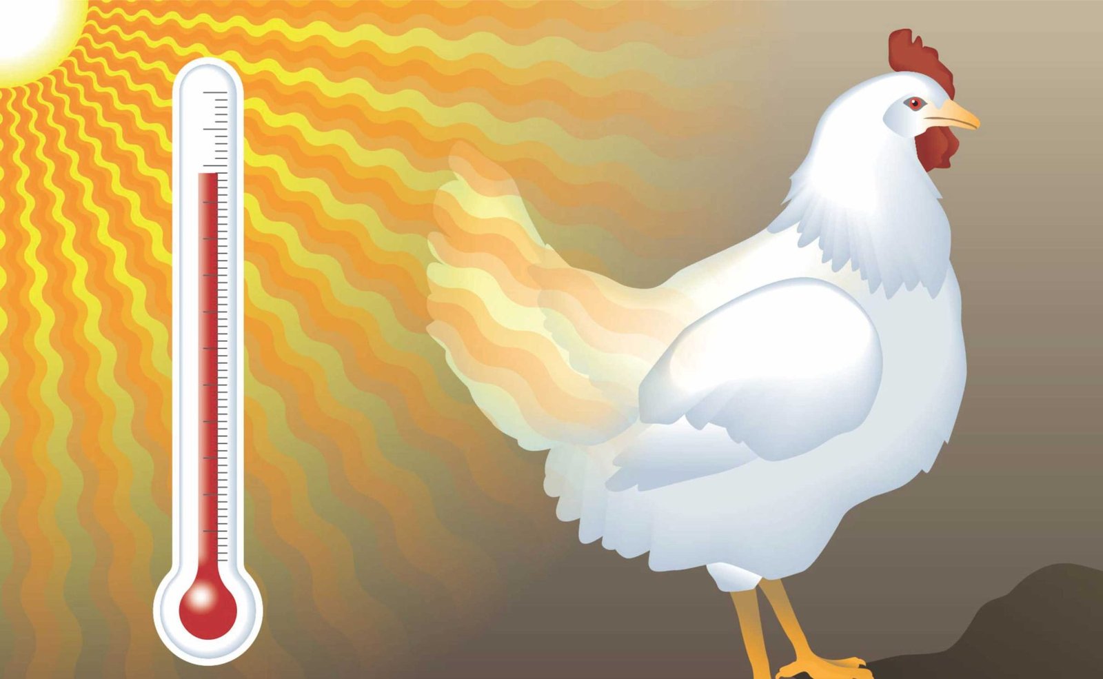 Expert tips on heat stress management in layers Benison Media