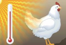 Expert tips on heat stress management in layers