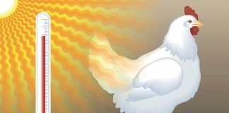 Expert tips on heat stress management in layers