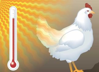 Expert tips on heat stress management in layers