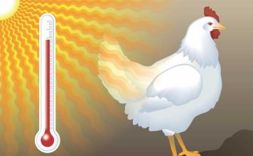 Expert tips on heat stress management in layers