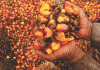 Palm kernel waste – A potential poultry feed in Malaysia
