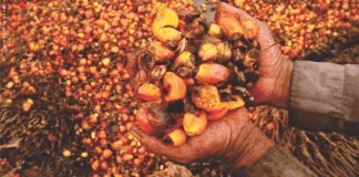 Palm kernel waste – A potential poultry feed in Malaysia