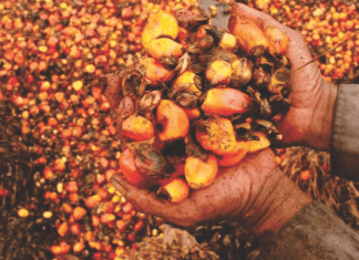 Palm kernel waste – A potential poultry feed in Malaysia