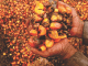 Palm kernel waste – A potential poultry feed in Malaysia
