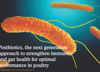 Postbiotics, the next generation approach to strengthen immunity and gut health for optimal performance in poultry