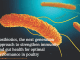Postbiotics, the next generation approach to strengthen immunity and gut health for optimal performance in poultry