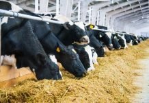 Evonik to share latest dairy nutrition research insights at 2022 ADSA Annual Meeting