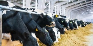 Evonik to share latest dairy nutrition research insights at 2022 ADSA Annual Meeting