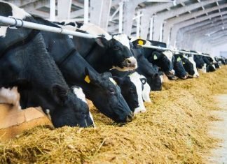 Evonik to share latest dairy nutrition research insights at 2022 ADSA Annual Meeting