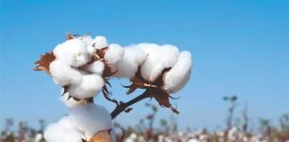 Increased cotton seed prices add to the woes of dairy farmers