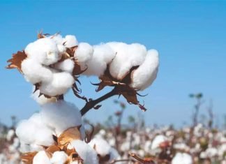 Increased cotton seed prices add to the woes of dairy farmers