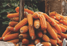 Higher demand for Indian maize by South and South-East Asian countries