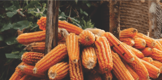 Higher demand for Indian maize by South and South-East Asian countries