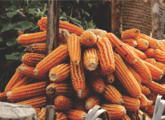 Higher demand for Indian maize by South and South-East Asian countries