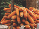 Higher demand for Indian maize by South and South-East Asian countries