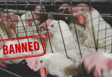 Malaysian ban on chicken exports – An opportunity for the Indian poultry sector?