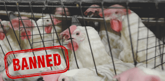 Malaysian ban on chicken exports – An opportunity for the Indian poultry sector?
