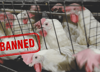 Malaysian ban on chicken exports – An opportunity for the Indian poultry sector?