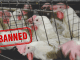 Malaysian ban on chicken exports – An opportunity for the Indian poultry sector?