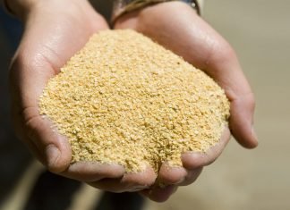 Imports of genetically modified soymeal can be a solution?