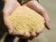 Imports of genetically modified soymeal can be a solution?