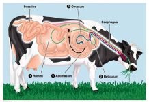 A winning strategy for calf gut health