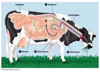 A winning strategy for calf gut health