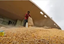 Increasing corn demand from other sectors resulted in GM corn import petition