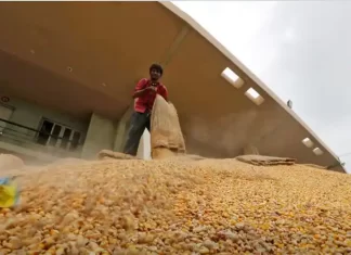 Increasing corn demand from other sectors resulted in GM corn import petition