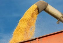 Aquaculture industry concerned over increasing feed prices
