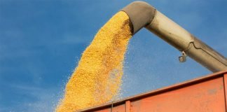 Aquaculture industry concerned over increasing feed prices