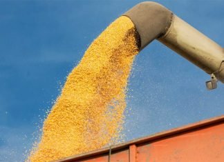 Aquaculture industry concerned over increasing feed prices