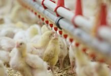 Water Quality Management Strategy for Healthy Gut in Chicken