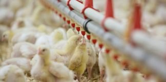 Water Quality Management Strategy for Healthy Gut in Chicken