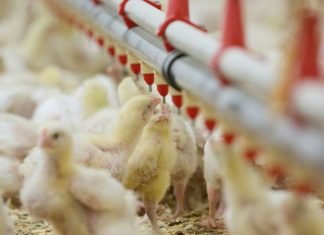 Water Quality Management Strategy for Healthy Gut in Chicken