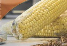 World Mycotoxin Forum 2022: Relevance and Key Learnings