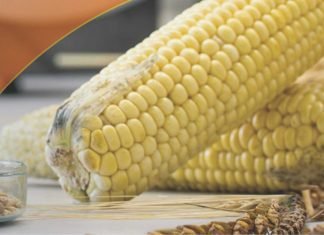 World Mycotoxin Forum 2022: Relevance and Key Learnings