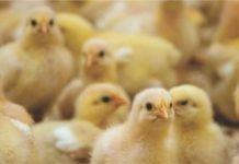 Importance of Young Animal Nutrition (YAN) with respect to poultry production
