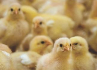 Importance of Young Animal Nutrition (YAN) with respect to poultry production