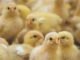 Importance of Young Animal Nutrition (YAN) with respect to poultry production