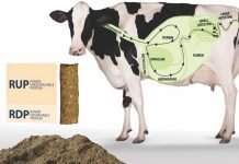 Feeding of cows with Rumen Undegraded Protein (RUP) during pregnancy