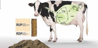 Feeding of cows with Rumen Undegraded Protein (RUP) during pregnancy