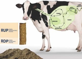 Feeding of cows with Rumen Undegraded Protein (RUP) during pregnancy